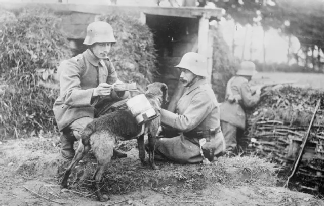 Despatch dog brings food and bullets to Geerman soldiers.