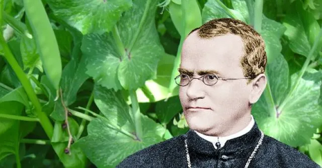 Johann Mendel with peas